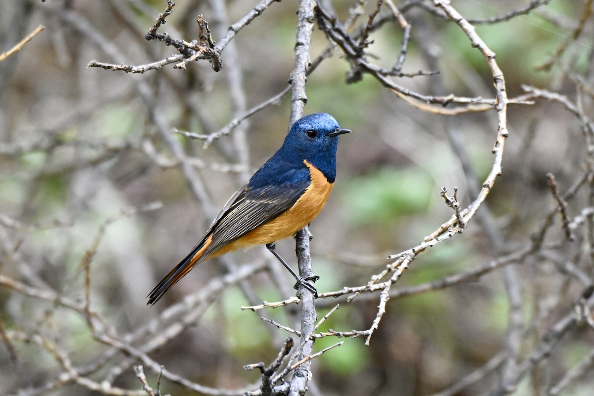 Blue-fronted Redstart - ML638270704