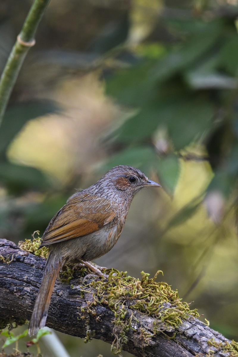 Streaked Laughingthrush - ML638270711