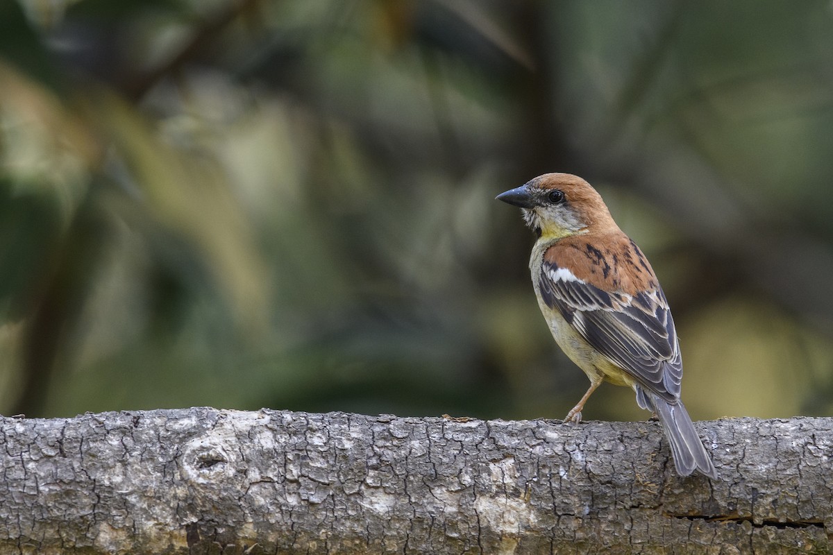 Russet Sparrow - ML638270717