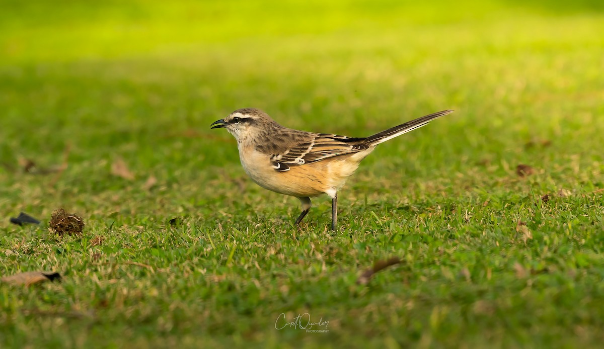 Chalk-browed Mockingbird - ML638270718