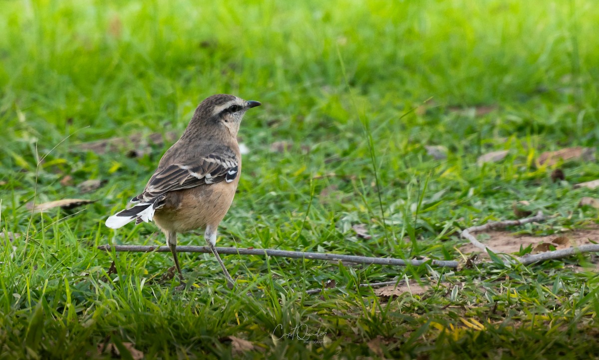 Chalk-browed Mockingbird - ML638270719