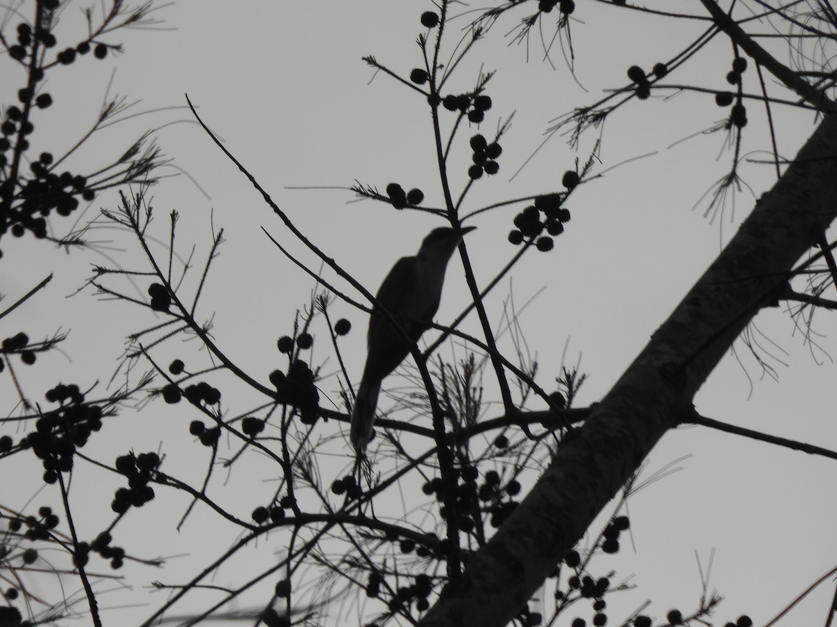 Yellow-billed Cuckoo - ML638270720