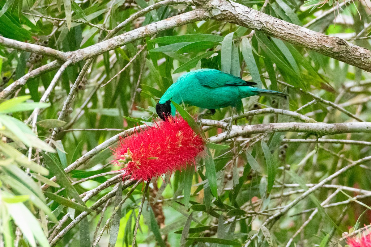 Green Honeycreeper - ML638270723