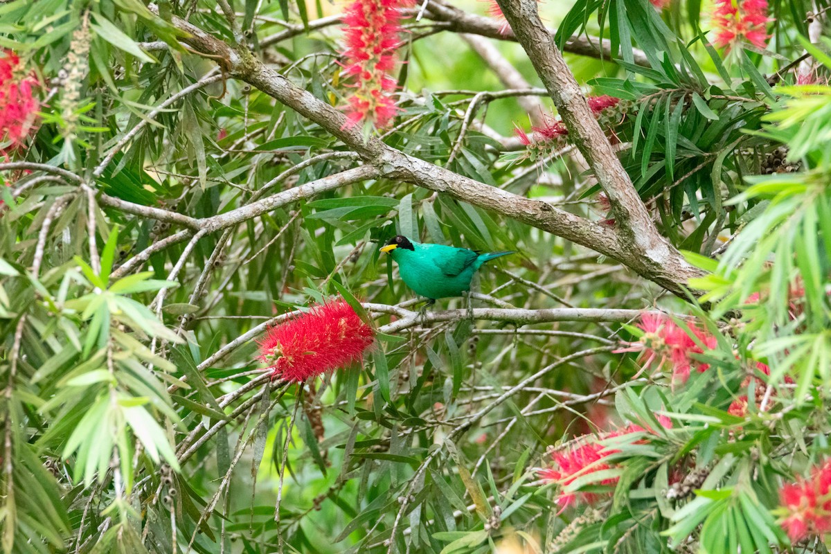 Green Honeycreeper - ML638270724