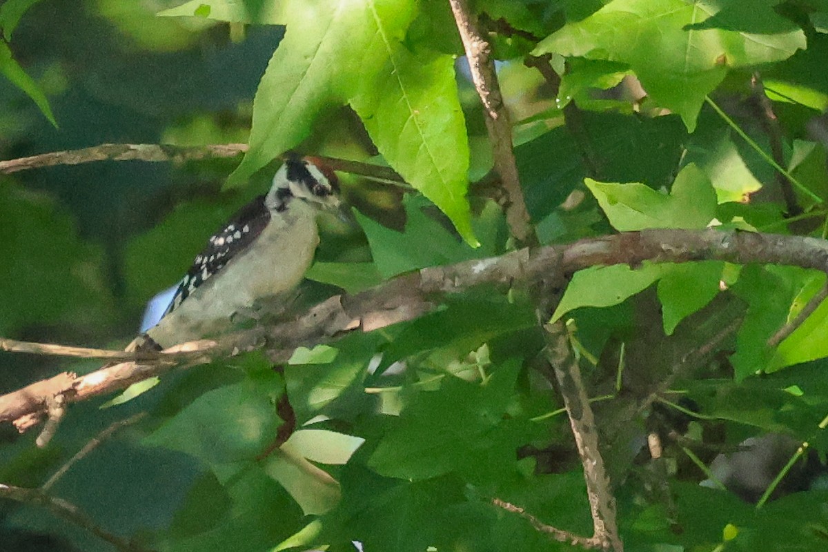 Downy Woodpecker - ML638270730