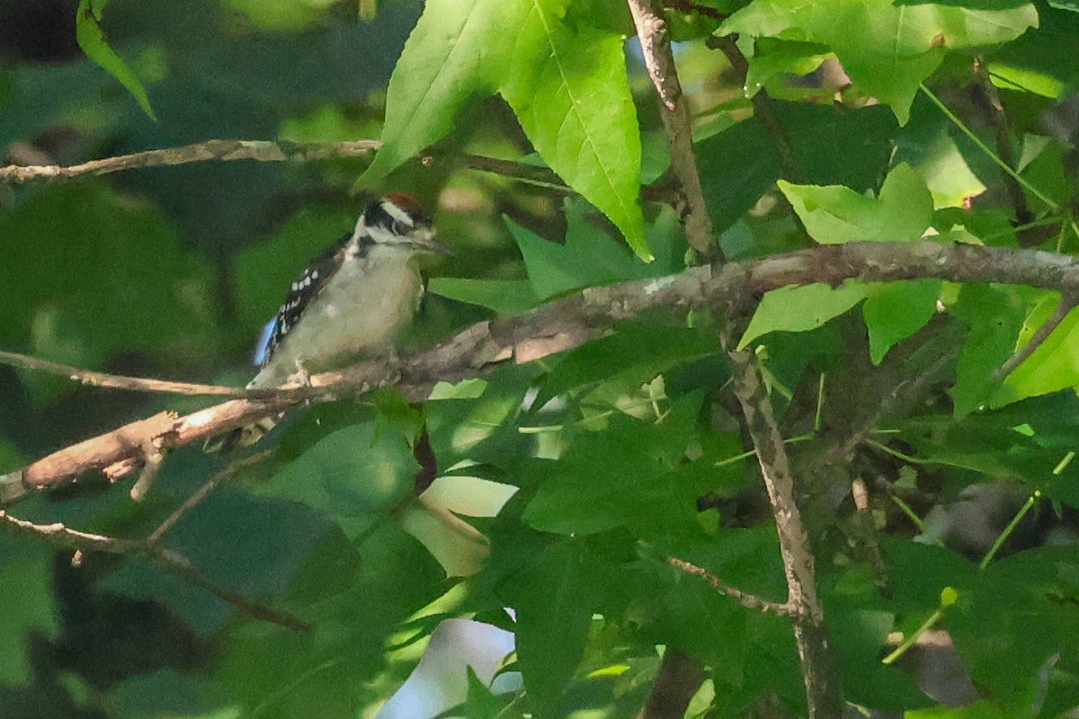 Downy Woodpecker - ML638270731
