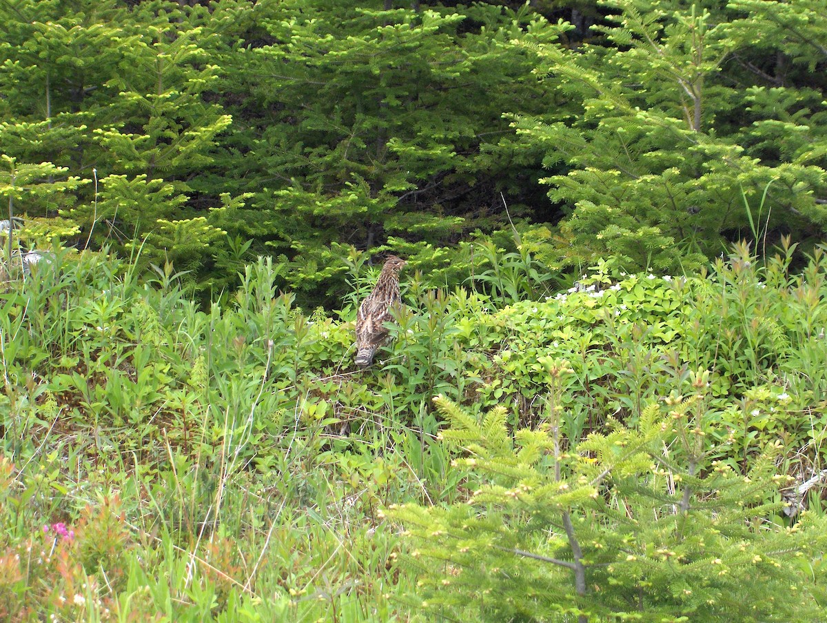 Ruffed Grouse - ML638270735