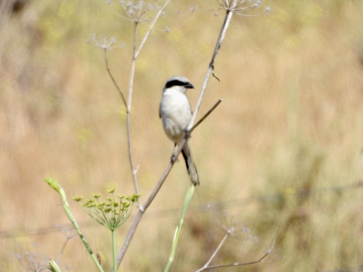 Loggerhead Shrike - ML638270750
