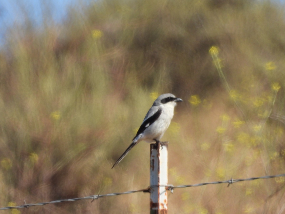 Loggerhead Shrike - ML638270751