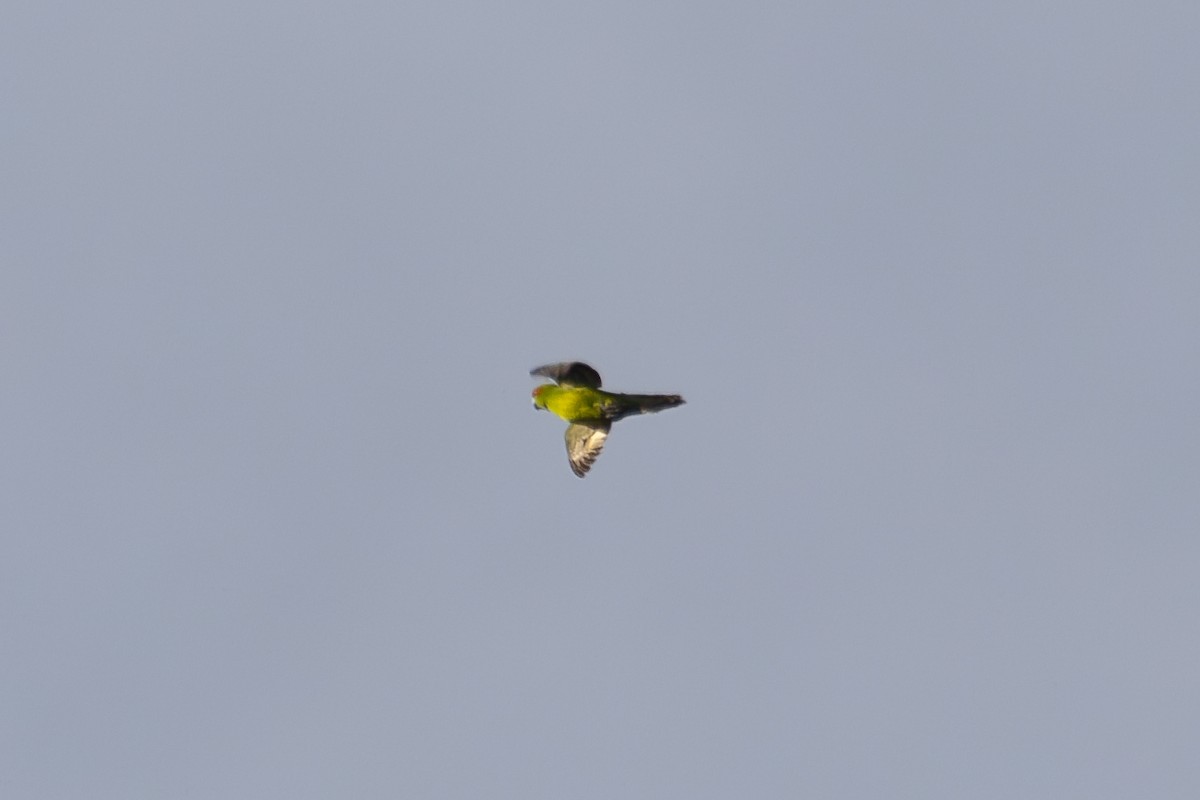Red-crowned Parakeet - ML638270756