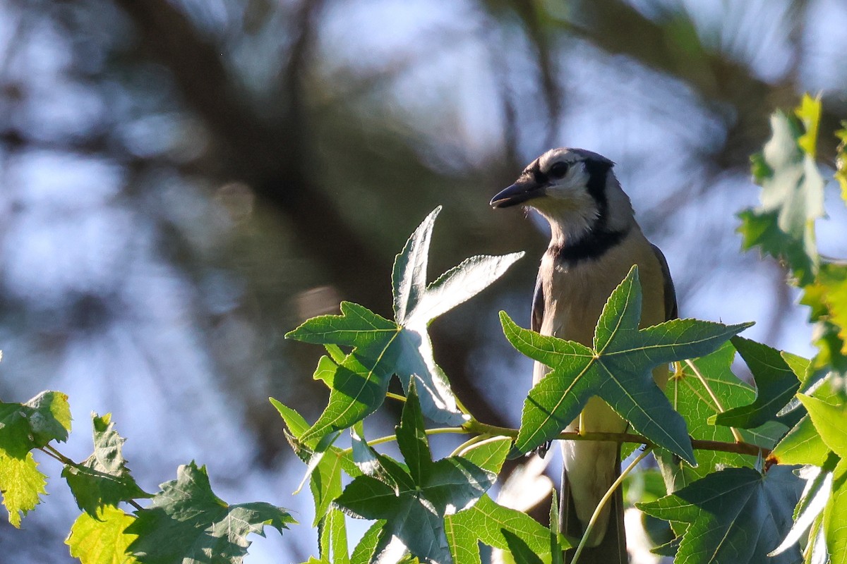 Blue Jay - ML638270768