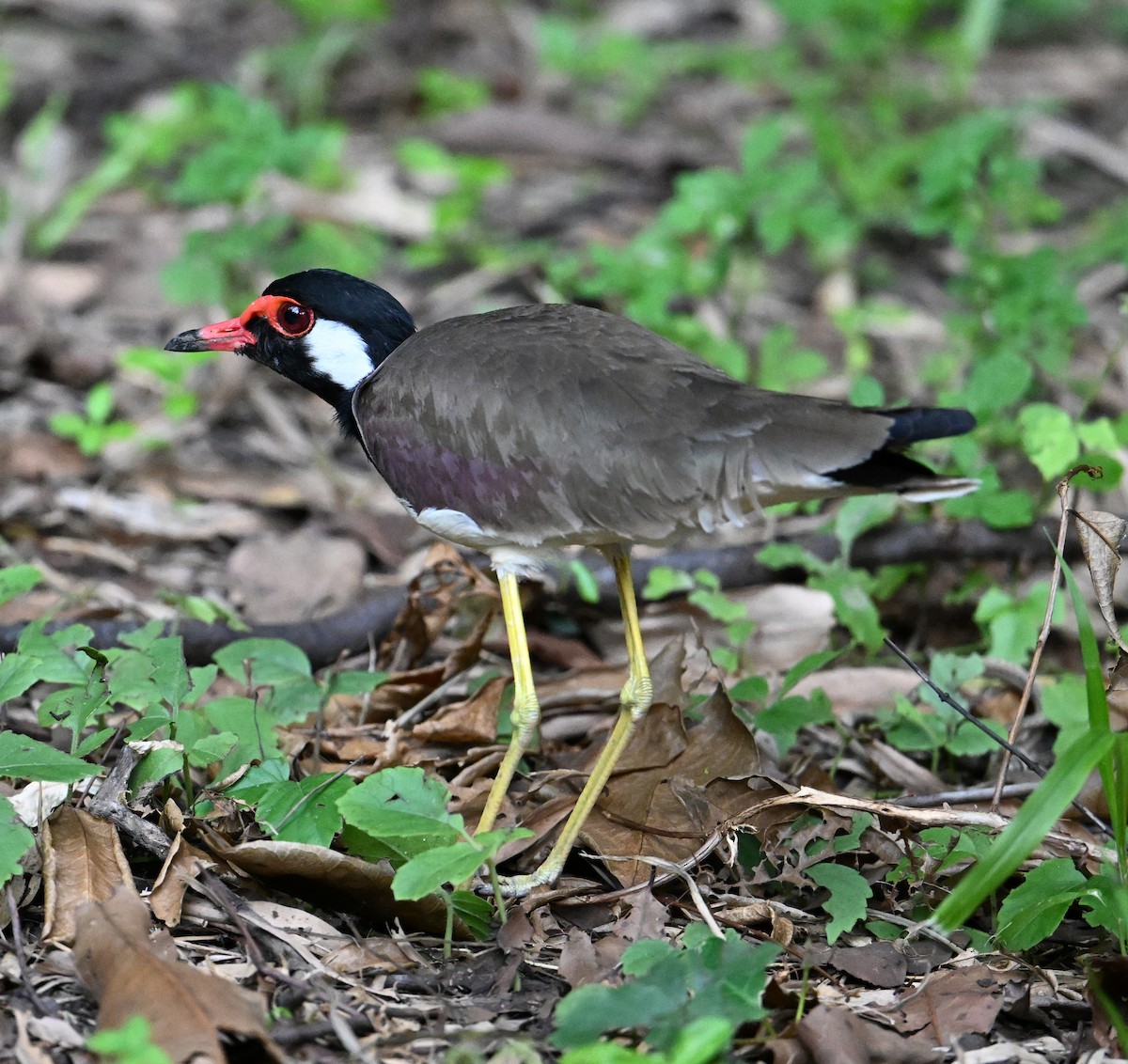 Red-wattled Lapwing (Black-necked) - ML638270793