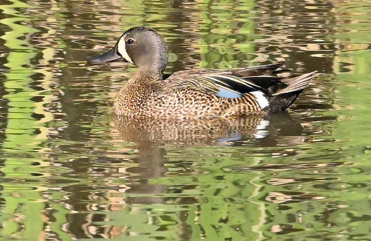Blue-winged Teal - ML638270798