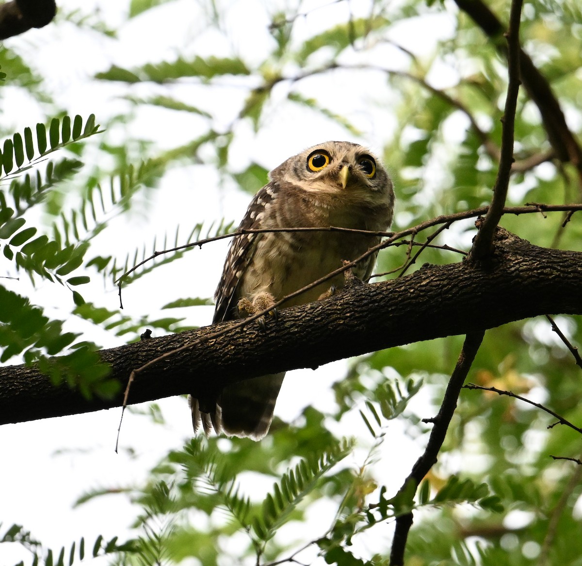 Spotted Owlet - ML638270799