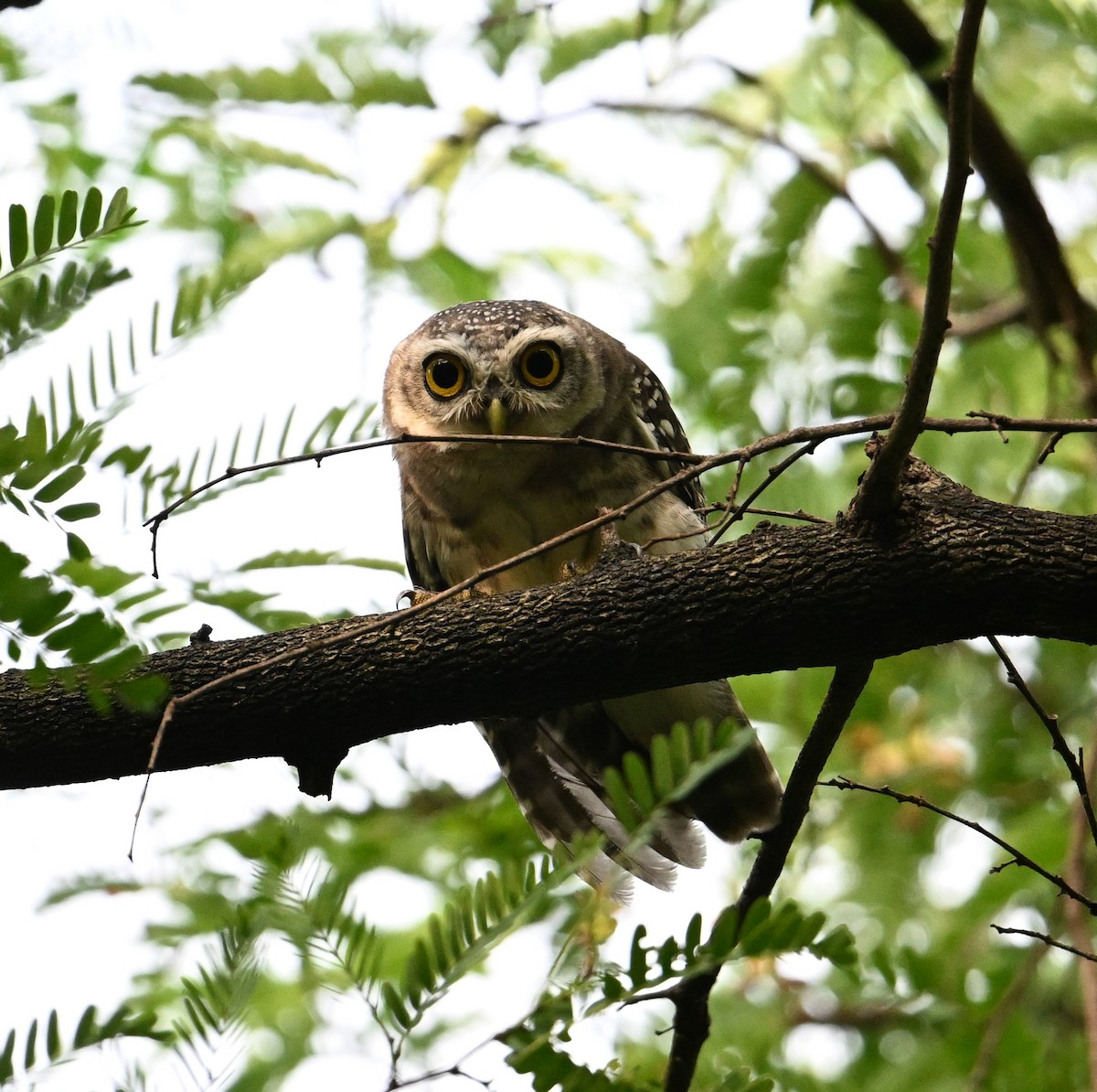 Spotted Owlet - ML638270800