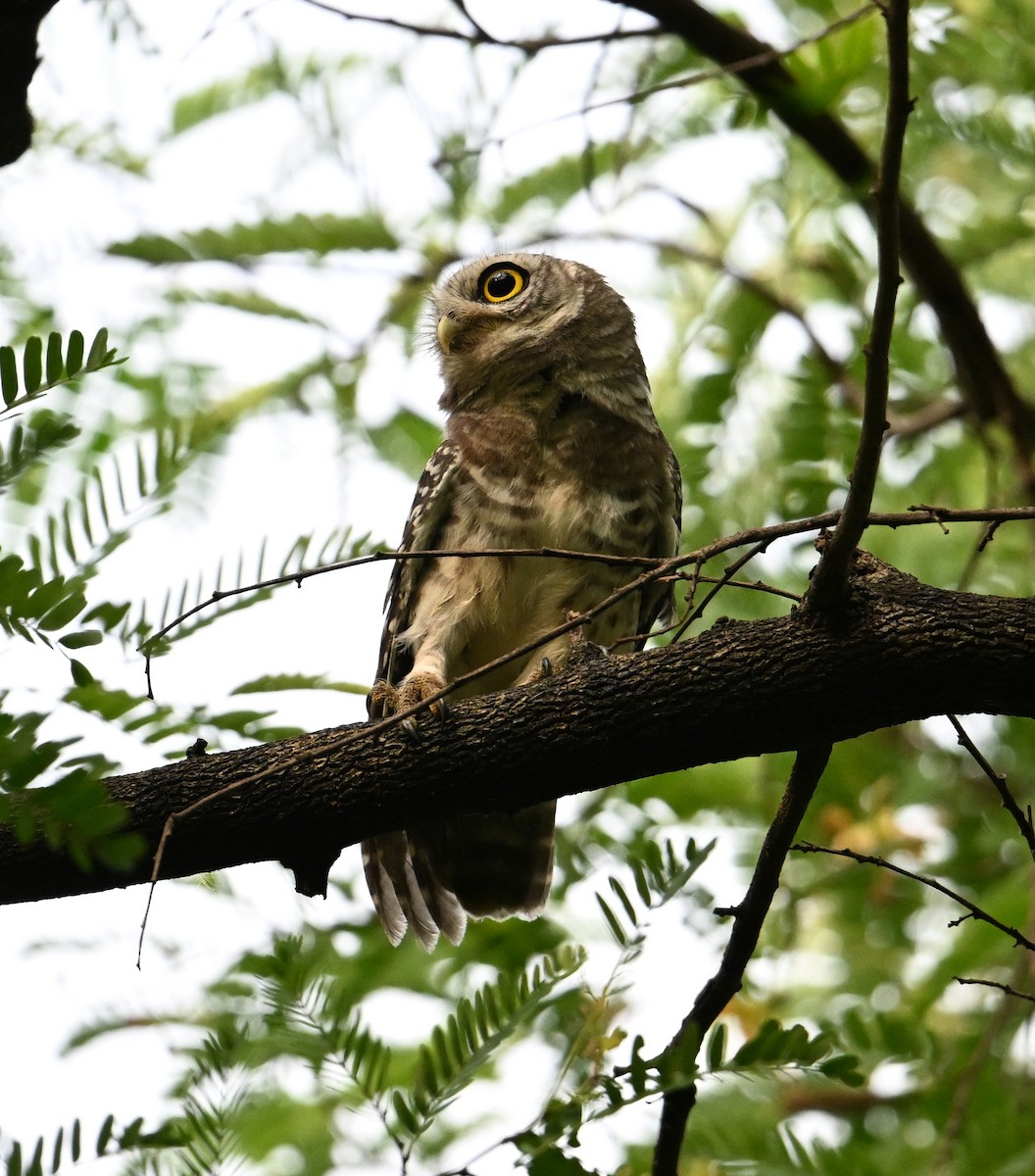 Spotted Owlet - ML638270801