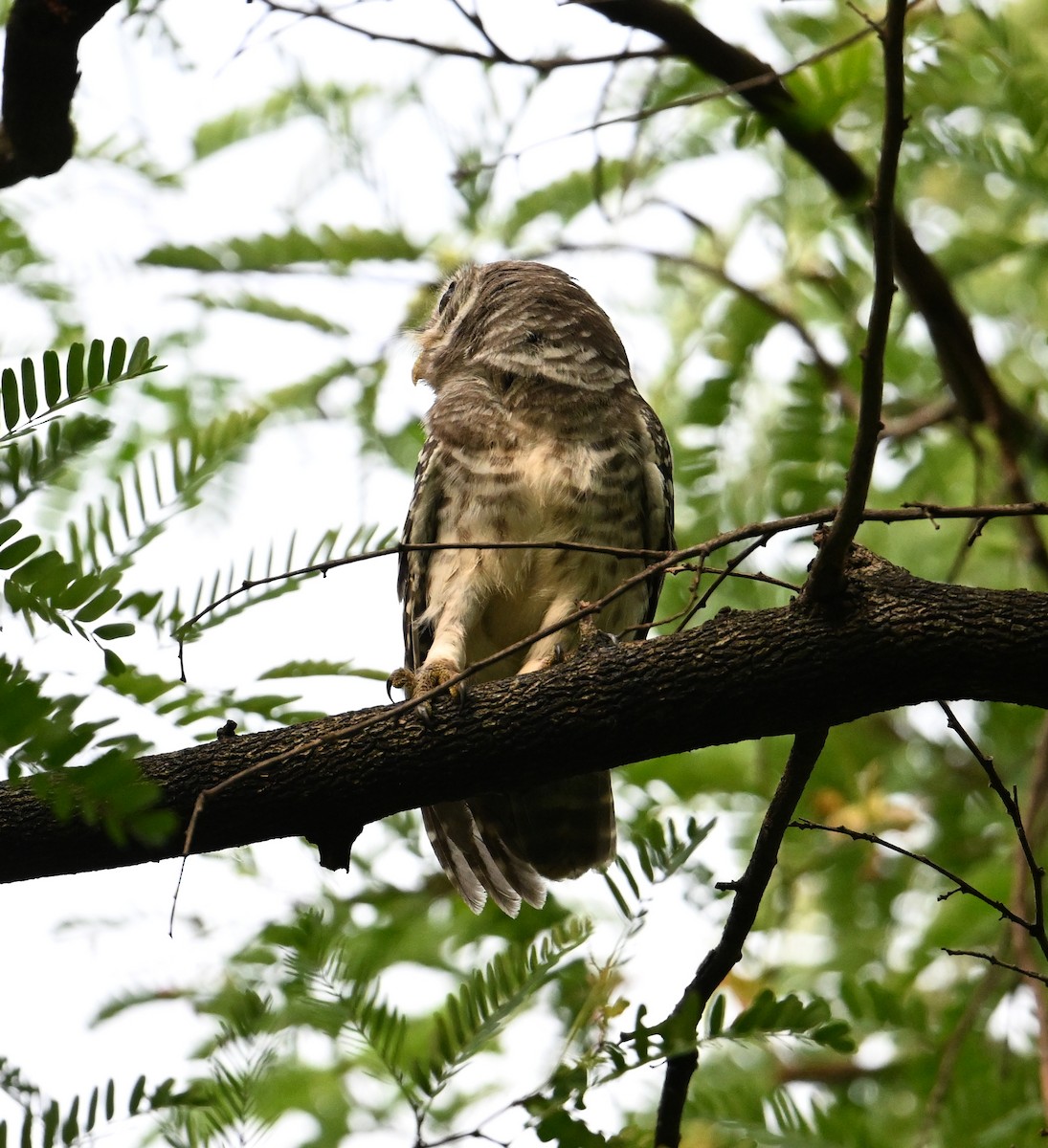 Spotted Owlet - ML638270802