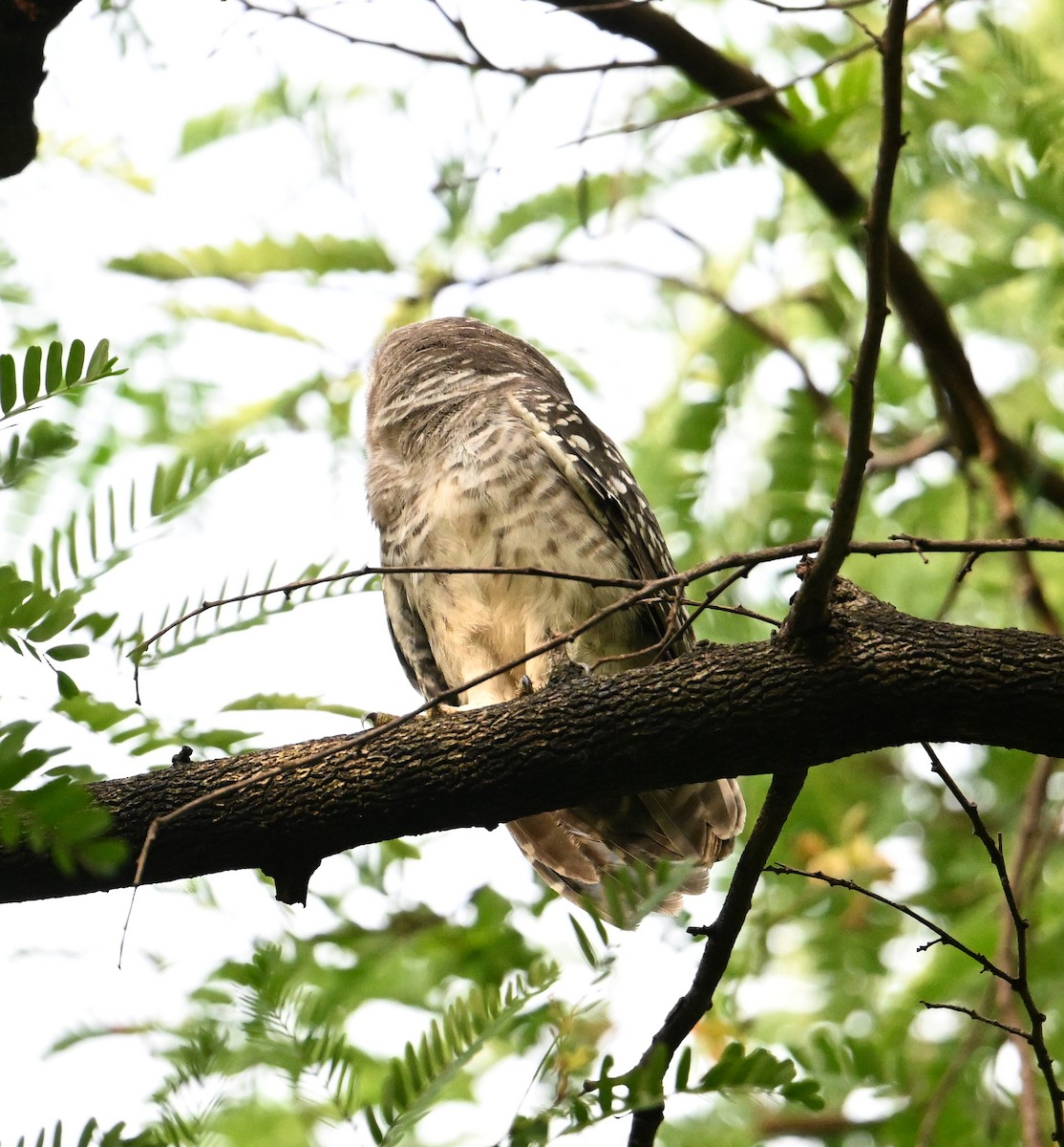 Spotted Owlet - ML638270803