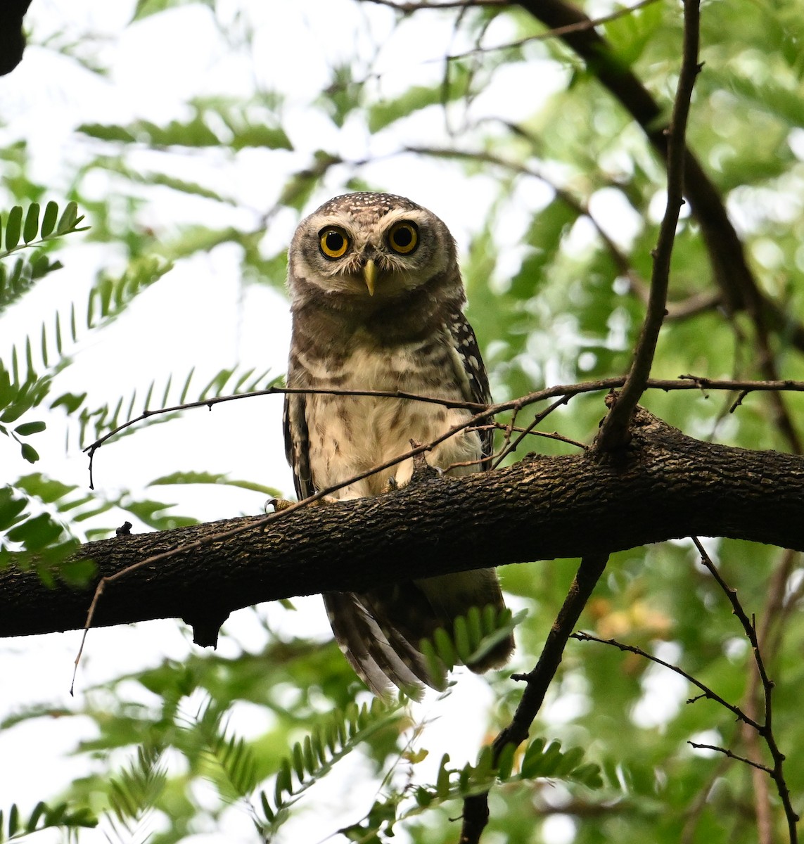 Spotted Owlet - ML638270805
