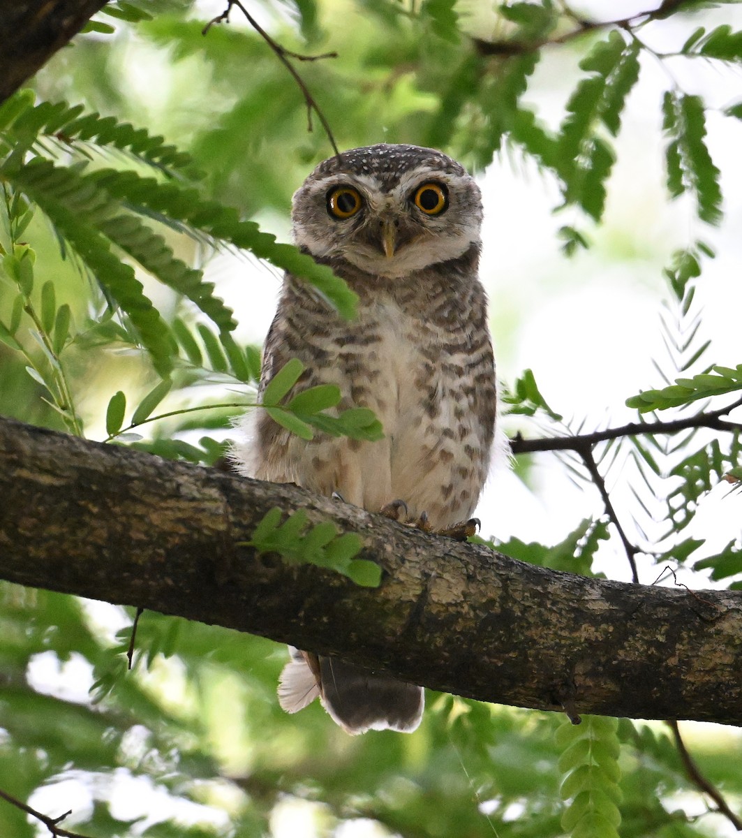 Spotted Owlet - ML638270806