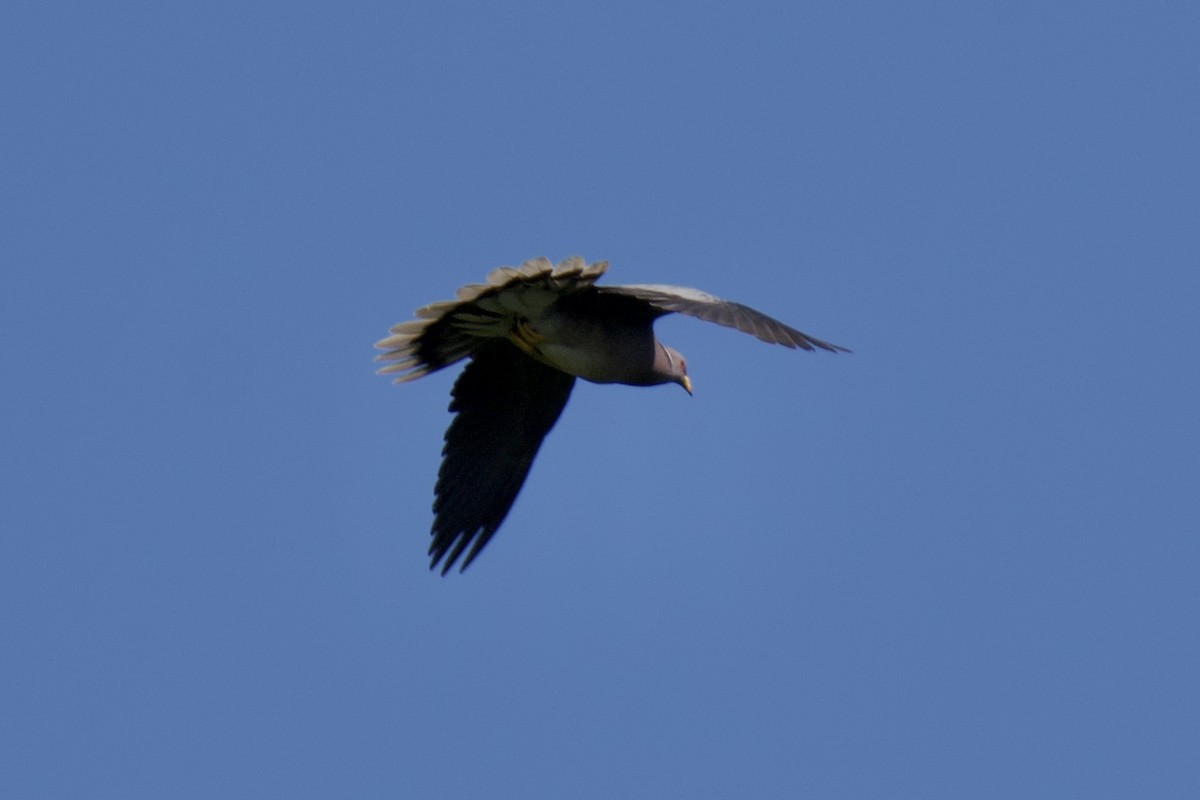 Band-tailed Pigeon - ML638270807