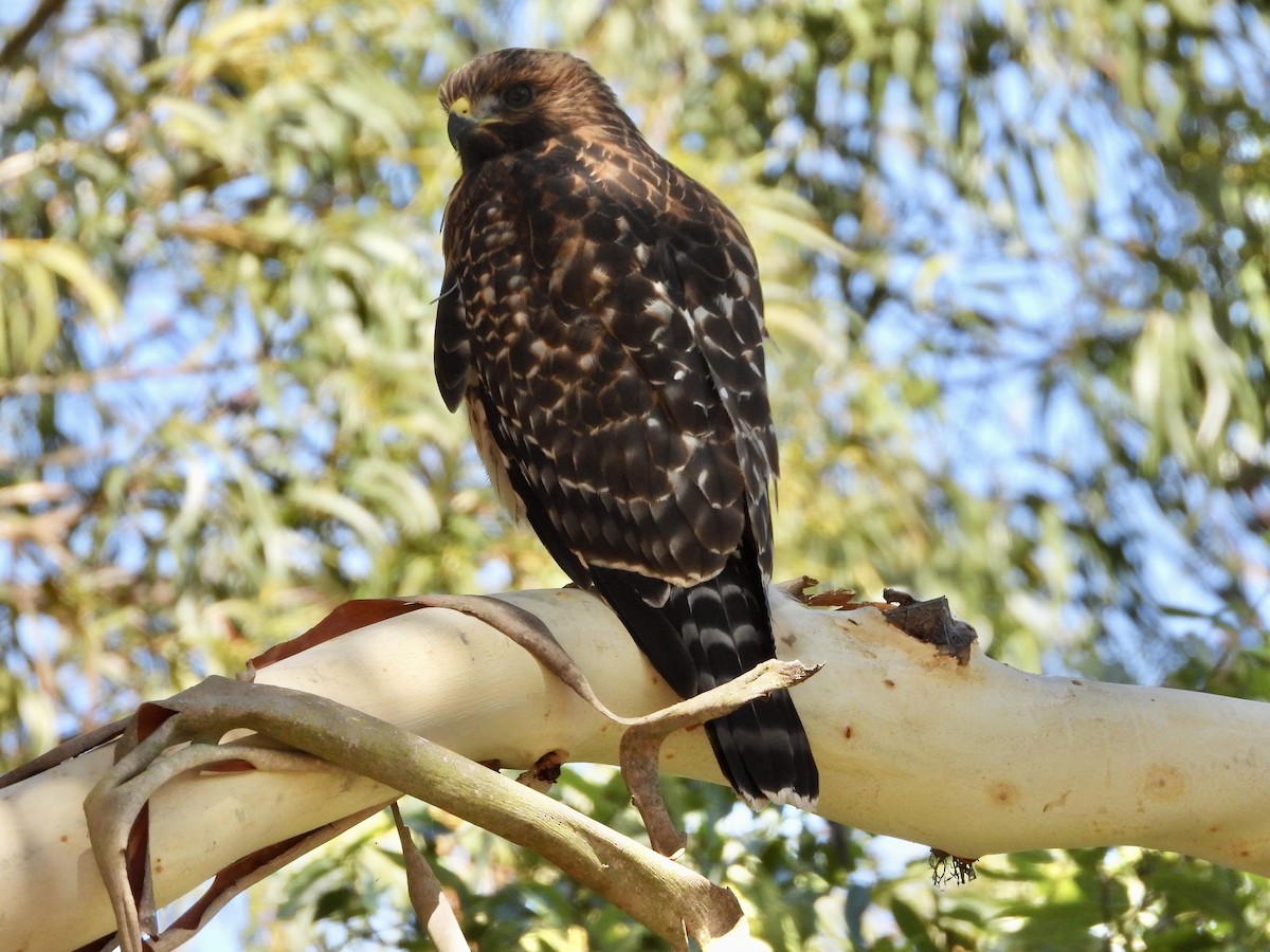 Red-shouldered Hawk - ML638270815