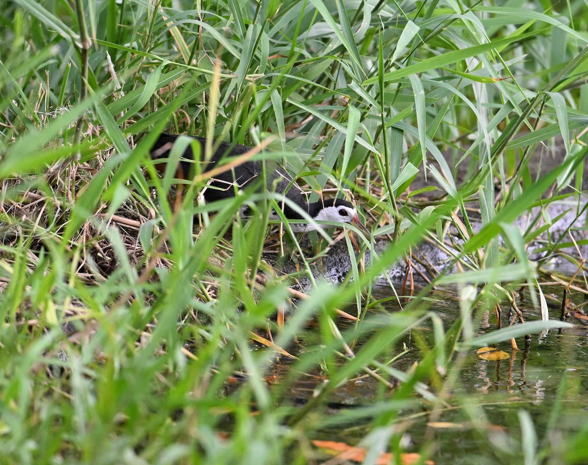 White-breasted Waterhen - ML638270818