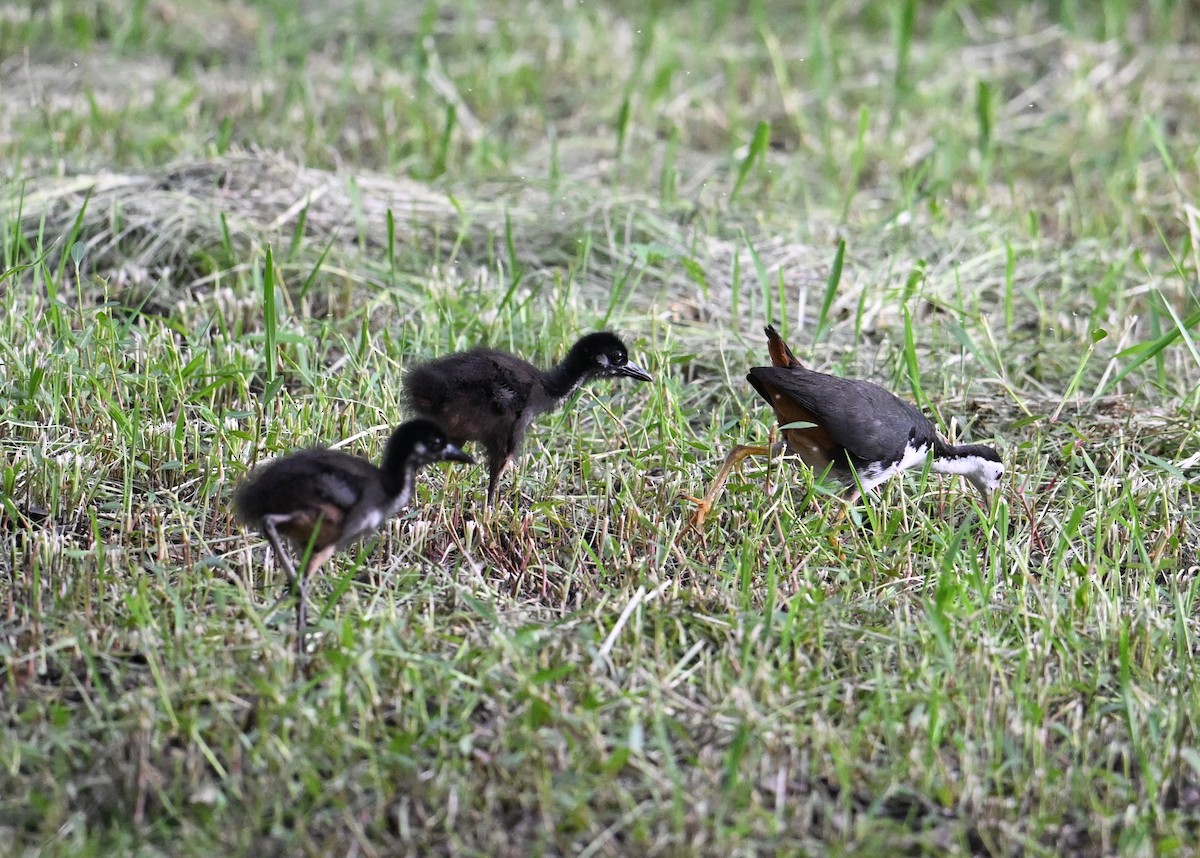 White-breasted Waterhen - ML638270819