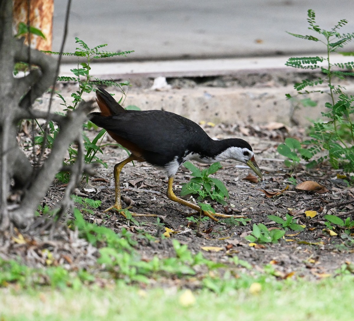White-breasted Waterhen - ML638270820
