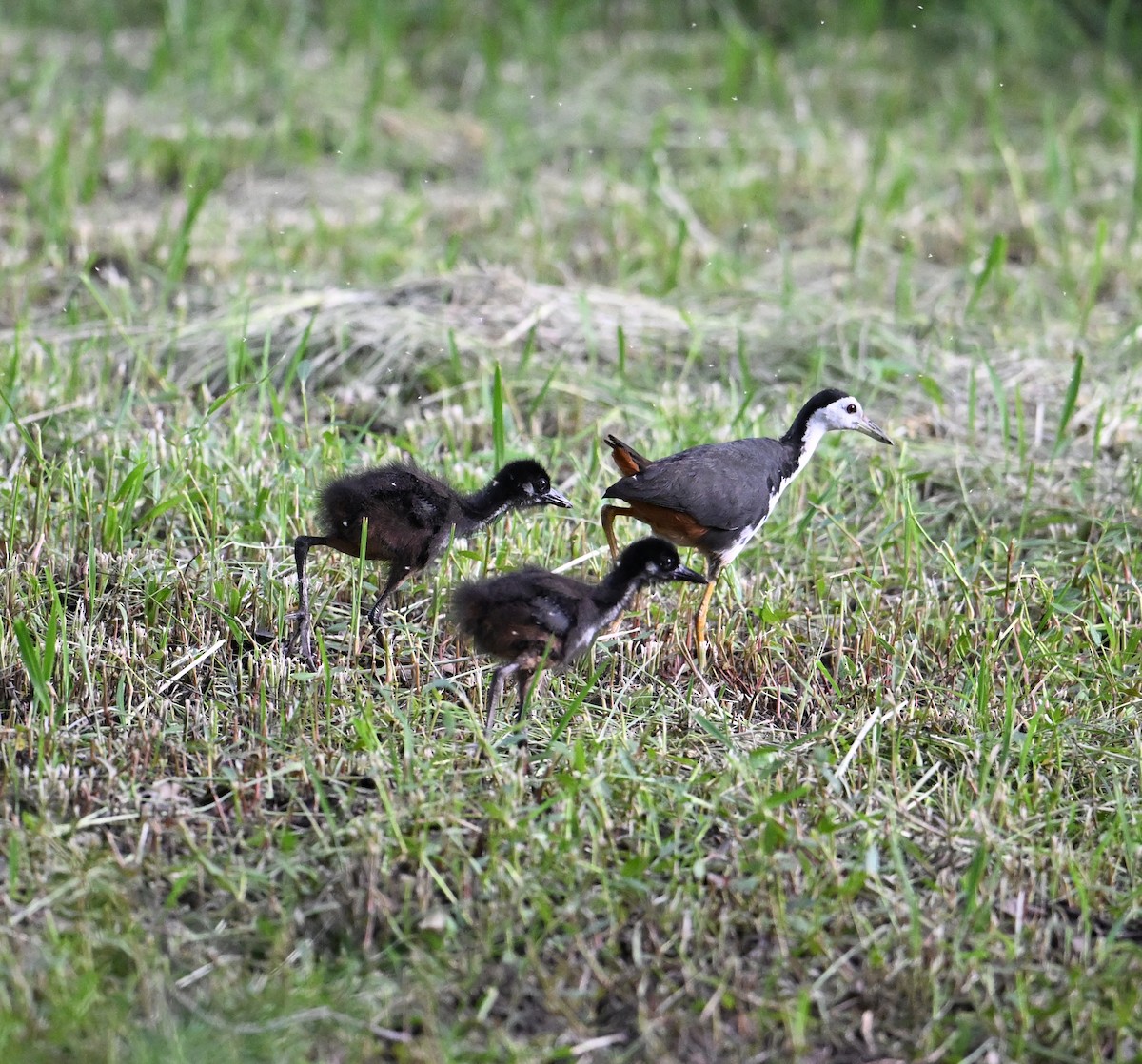 White-breasted Waterhen - ML638270821