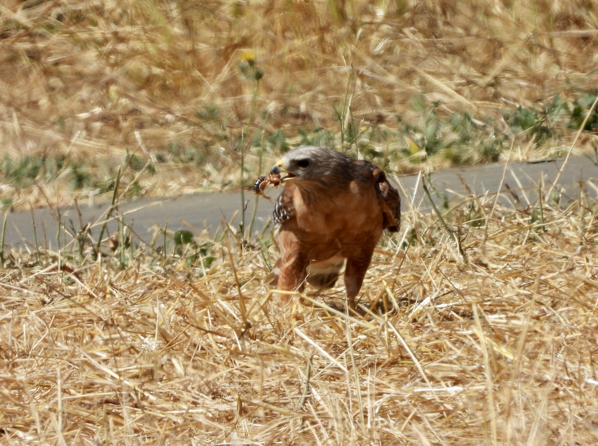 Red-shouldered Hawk - ML638270822