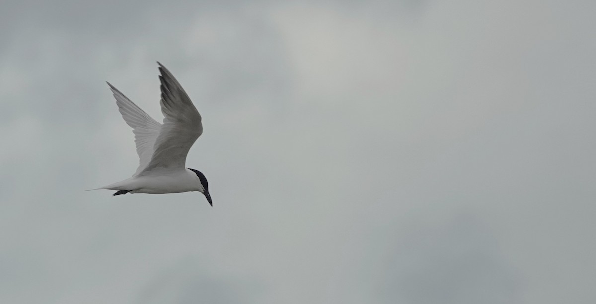 Australian Tern - ML638270826