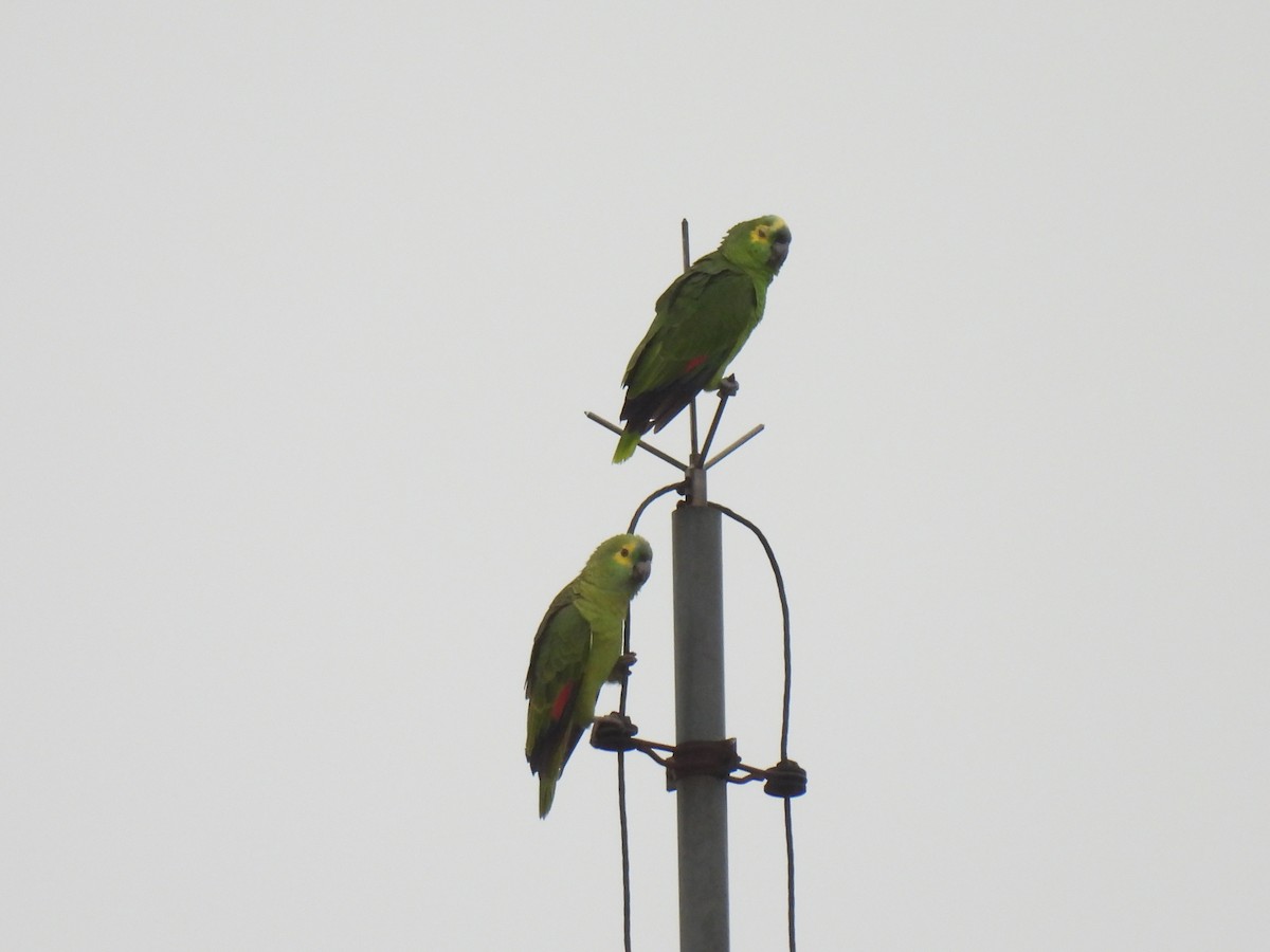 Turquoise-fronted Amazon - ML638270829
