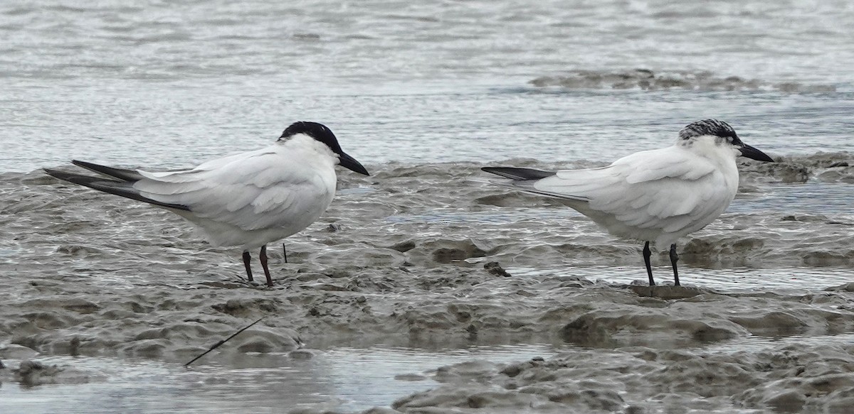 Australian Tern - ML638270830