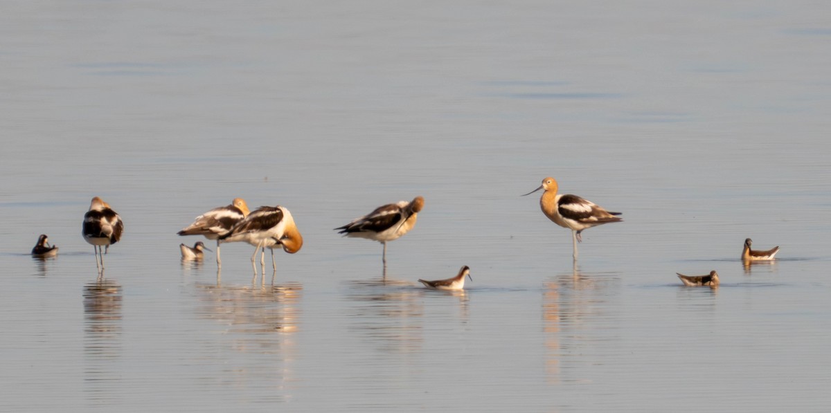 Avocette d'Amérique - ML638270833