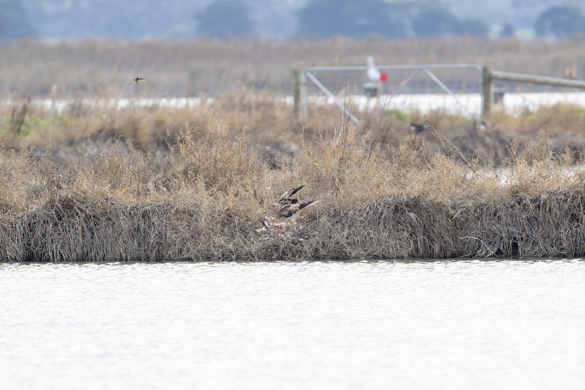 Whistling Kite - ML638270847