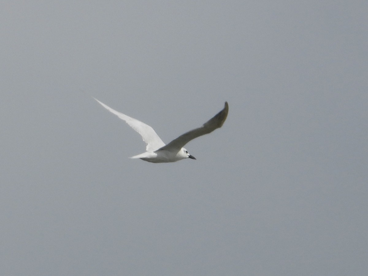 Gull-billed Tern - ML638270848