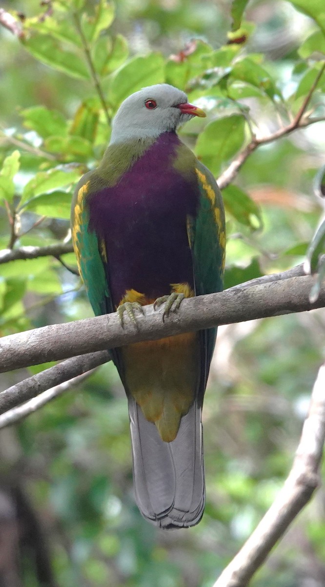 Wompoo Fruit-Dove - ML638270872