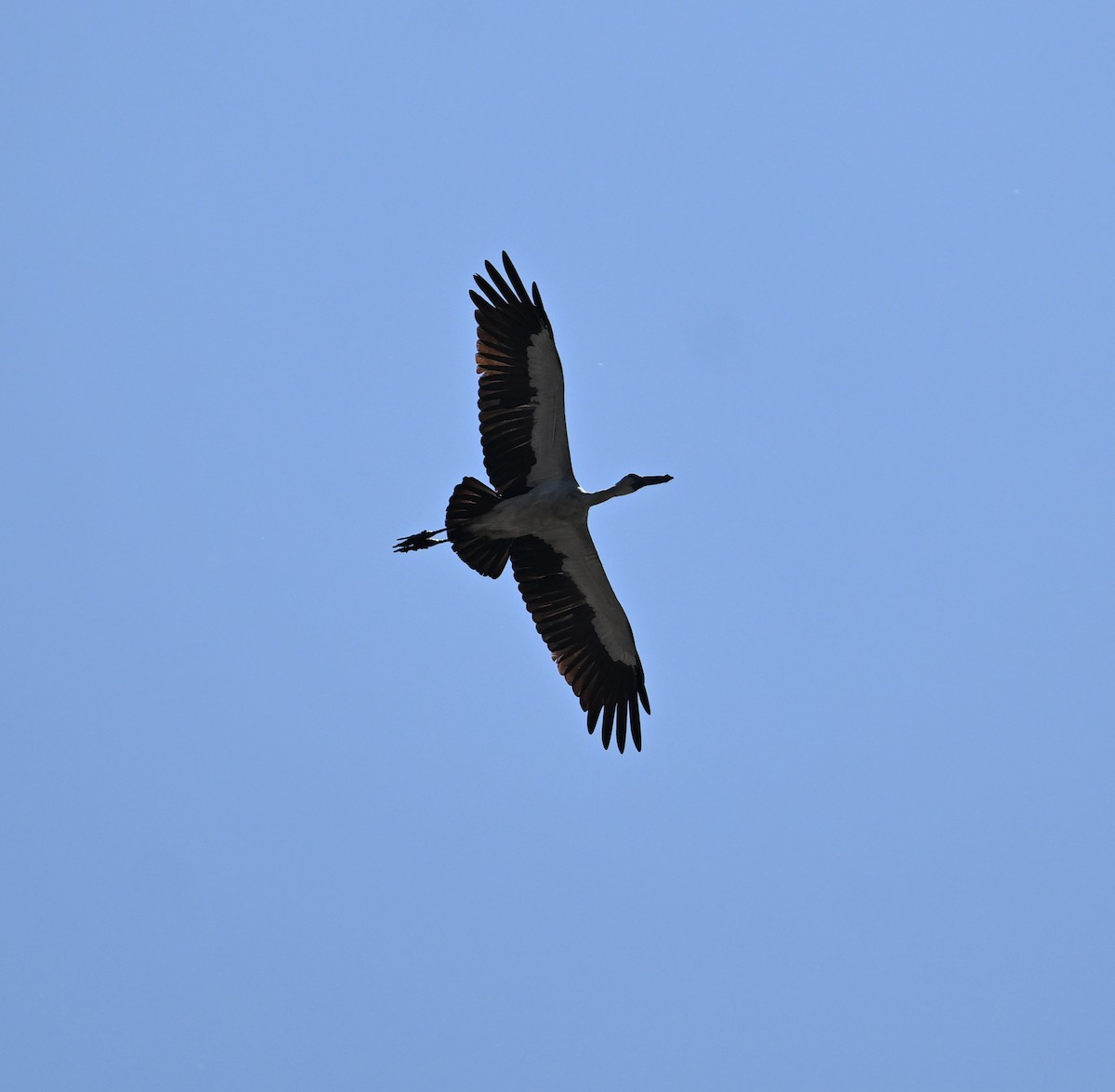 Asian Openbill - ML638270876