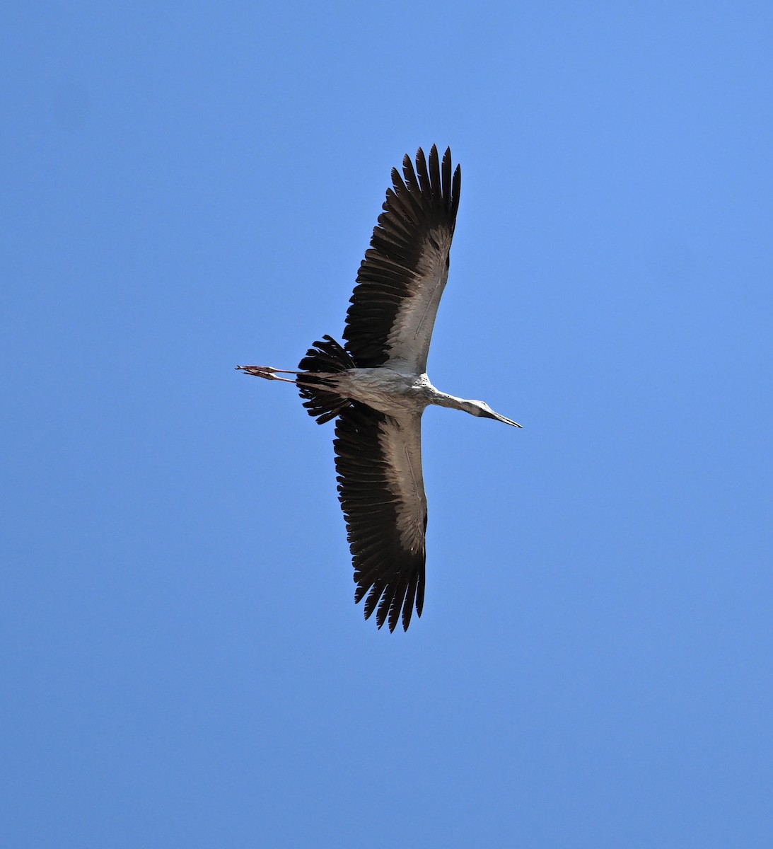 Asian Openbill - ML638270877