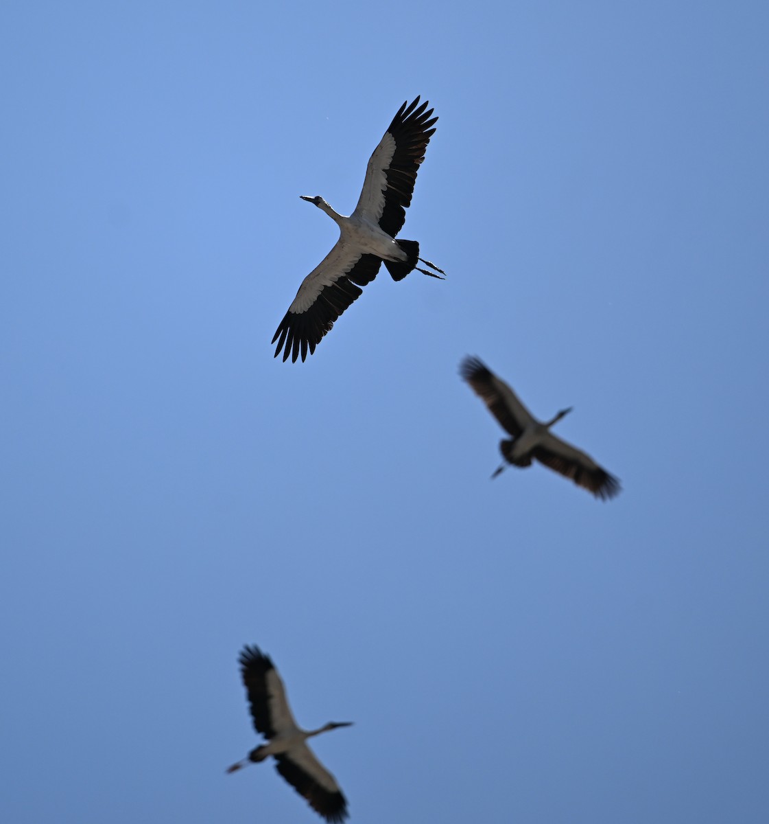 Asian Openbill - ML638270878