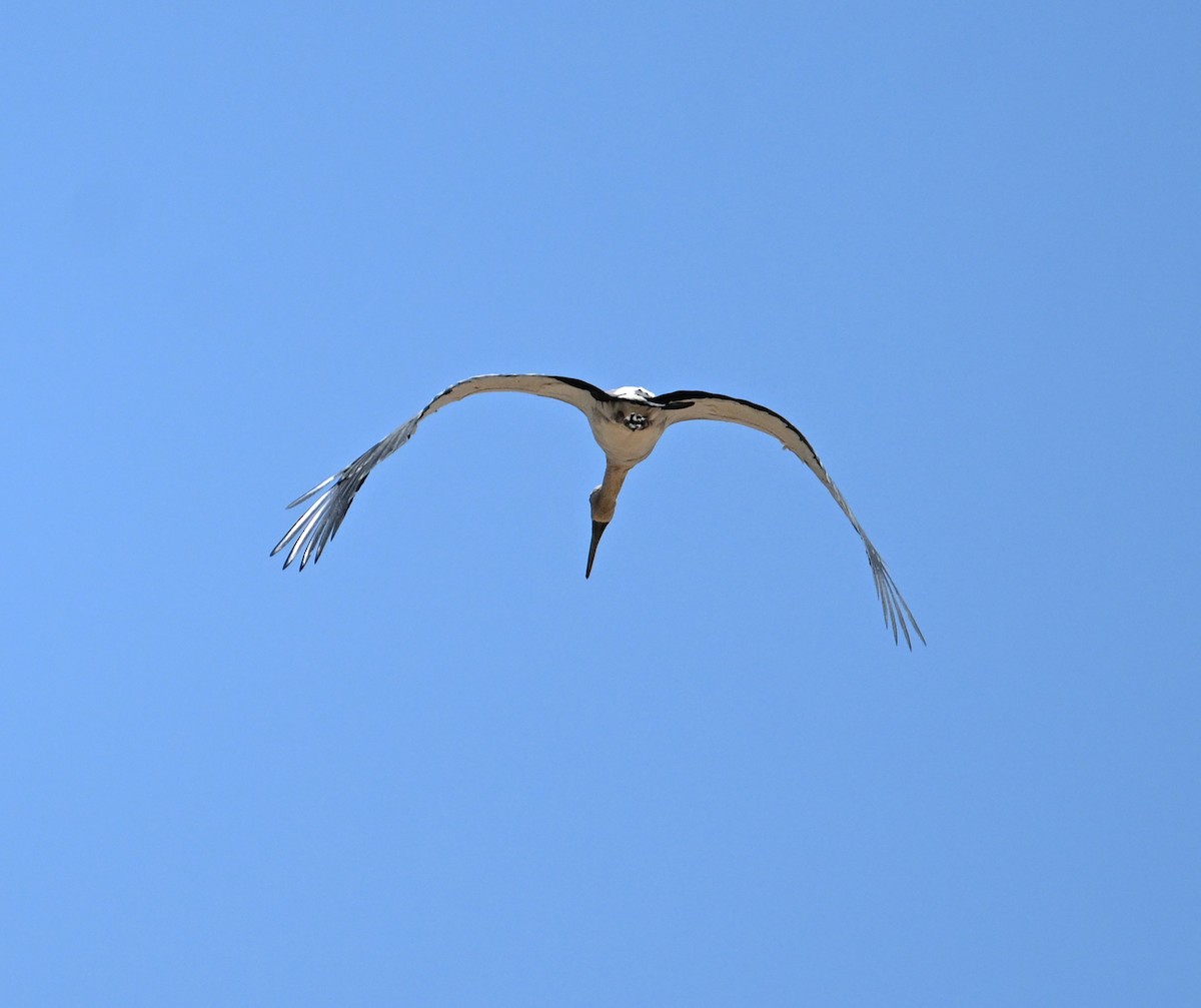 Asian Openbill - ML638270879