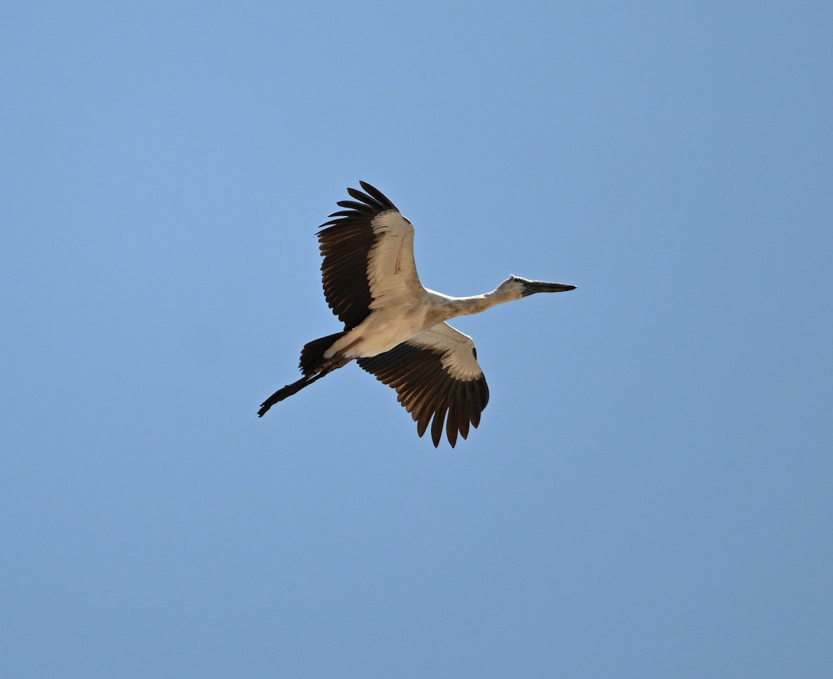 Asian Openbill - ML638270880