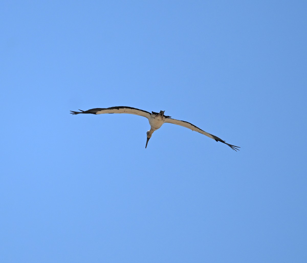 Asian Openbill - ML638270881