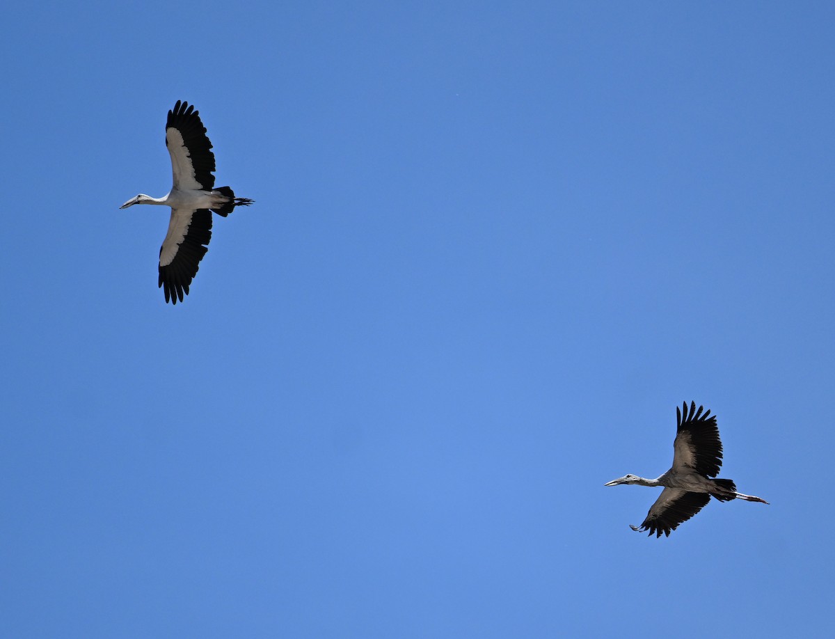 Asian Openbill - ML638270882