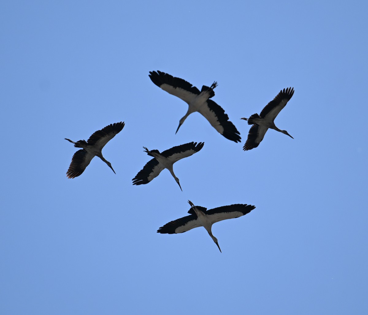 Asian Openbill - ML638270883