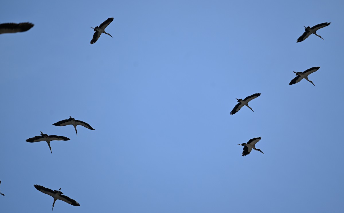 Asian Openbill - ML638270885
