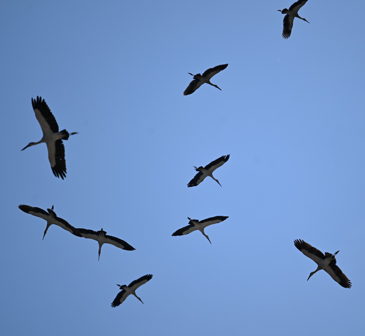 Asian Openbill - ML638270889