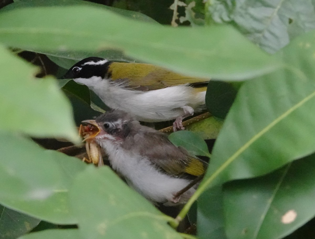 White-throated Honeyeater - ML638270903