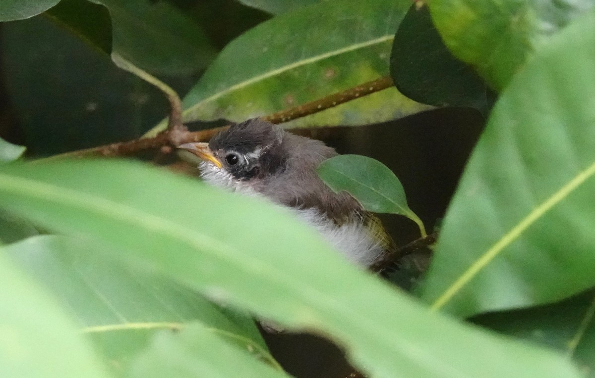 White-throated Honeyeater - ML638270904
